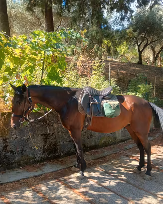 Cavallo castrone