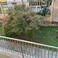Pianta da giardino acero