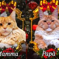 Cucciola Maine Coon con Pedigree