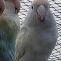 Coppie di pappagallini roseicollis