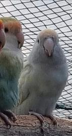 Coppie di pappagallini roseicollis