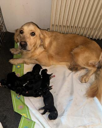 Golden retriever mix incrocio