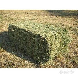 Fieno di erba medica