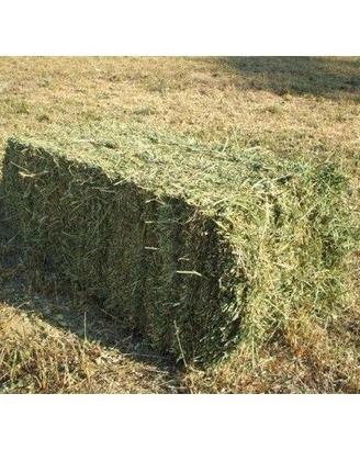 Fieno di erba medica