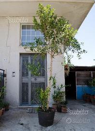 Ficus benjamina pianta