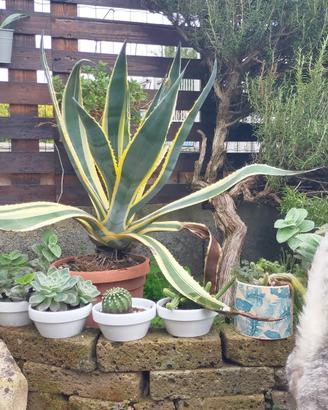 AGAVE AMERICANA VARIEGATA