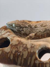 leachianus High pink baby