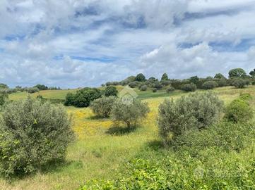 TER. AGRICOLO A MONTEFIASCONE