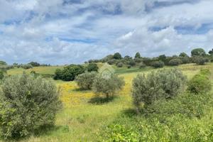 TER. AGRICOLO A MONTEFIASCONE