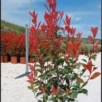 siepe photinia