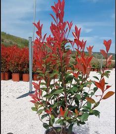 siepe photinia