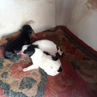 Cuccioli appena nati