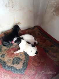 Cuccioli appena nati