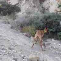 Cirneco dell'Etna per conigli , età 16 mesi