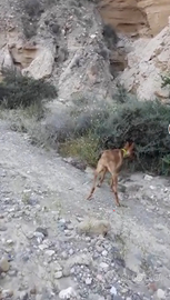 Cirneco dell'Etna per conigli , età 16 mesi