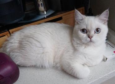 British shorthair