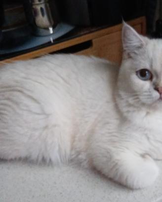 British shorthair
