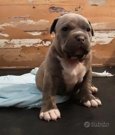 American Bully