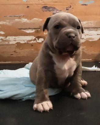 American Bully