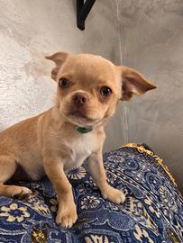 Chihuahua