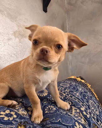 Chihuahua