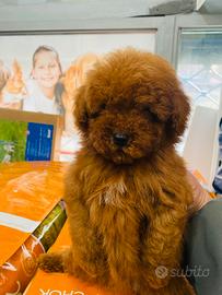 Barboncini toy e teacup