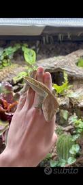 Geco ciliatus