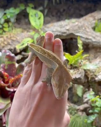 Geco ciliatus