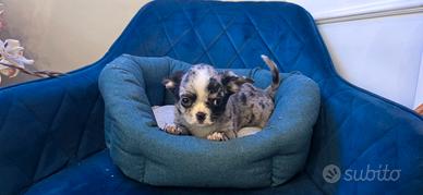 Chihuahua mini Merle