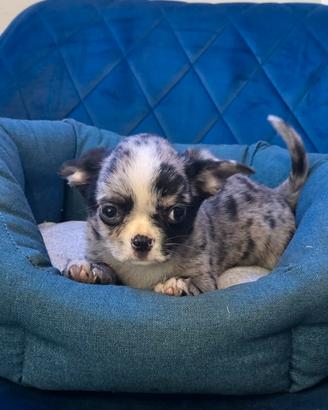 Chihuahua mini Merle