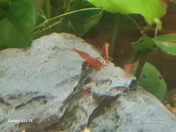 Caridine acquario pesci