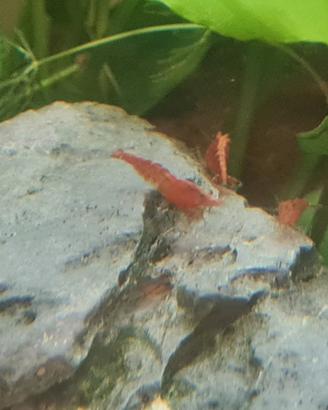 Caridine acquario pesci