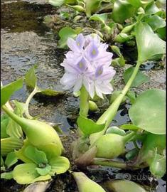 piante galleggianti per acquario e laghetto 