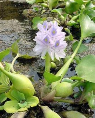piante galleggianti per acquario e laghetto 