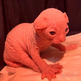 Cuccioli sphynx