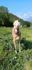 Puledra haflinger