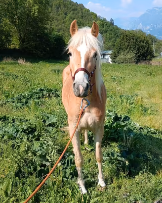 Puledra haflinger