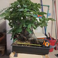 Bonsai di ficus  carica