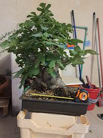 Bonsai di ficus  carica