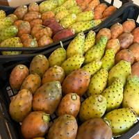 Pale fico d’india 3 varietà