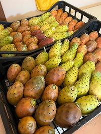 Pale fico d’india 3 varietà