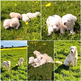 Cuccioli incrocio Maremmano