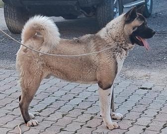 Akita di due anni maschio 