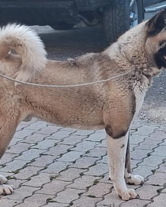 Akita di due anni maschio 