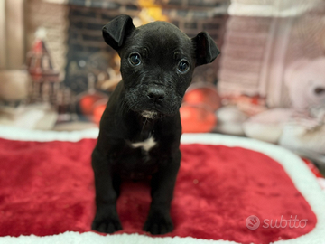 American bully pocket