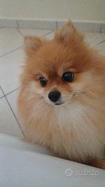 Cane spitz di Pomerania