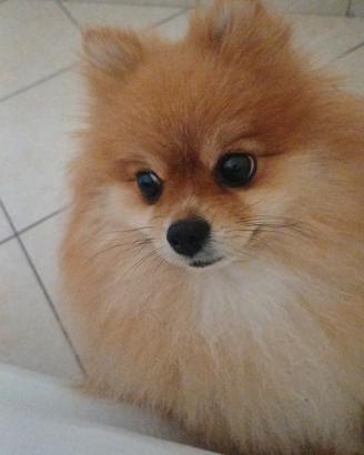 Cane spitz di Pomerania