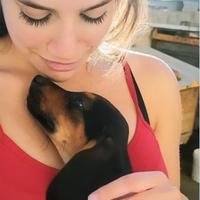 Pet Sitter / groomer