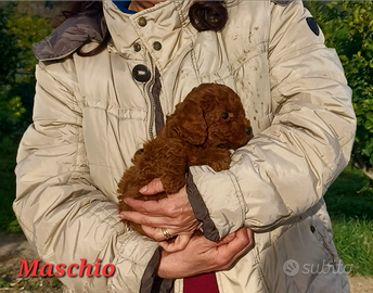 Barboncini toy e mini toy