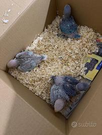 Pappagalli parrocchetti dal collare